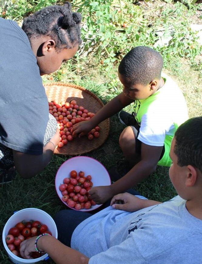 Three students sorting out fruit into buckets