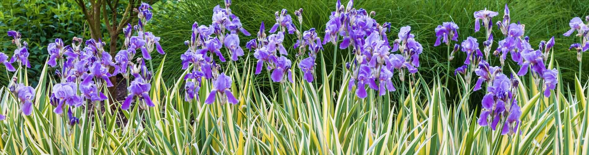 A field of Irises blowing in the wind.